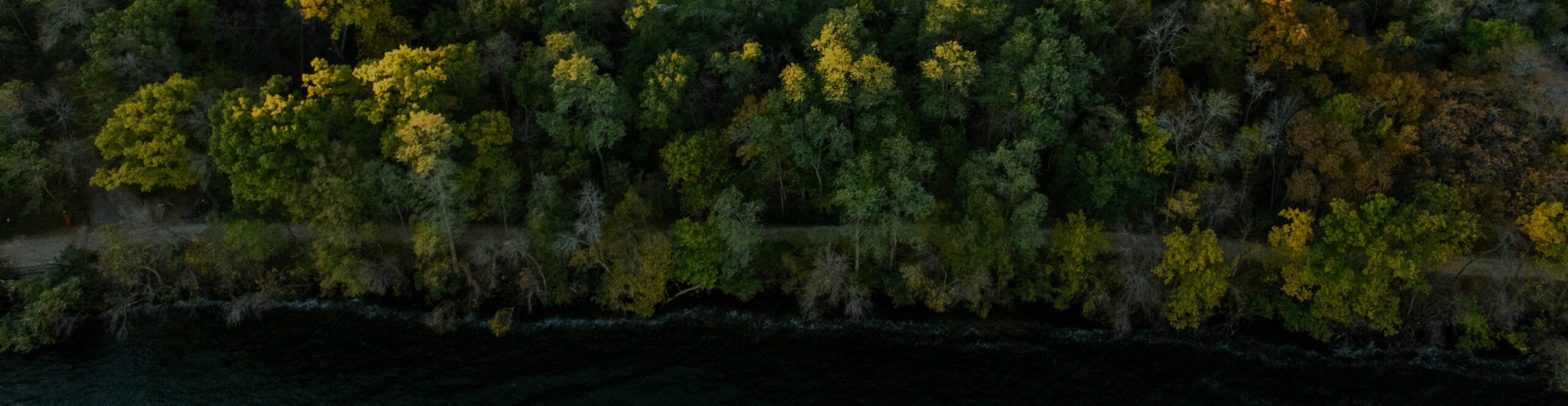 Trees on the shore of a lake